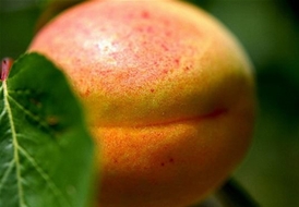 木瓜杏干--木瓜大杏蜜制而成
